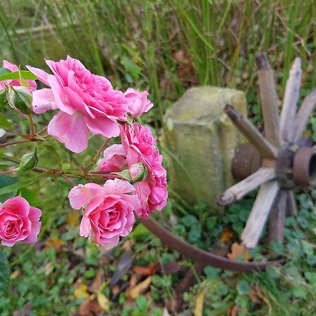Pension Alte Schmiede Zabeltitz ภายนอก รูปภาพ